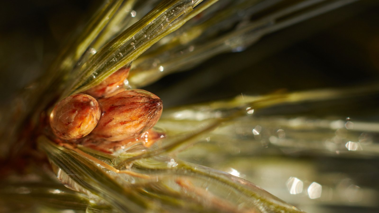 Extreme macro of a pine needle cluster with amber resin droplets, lit warm against a dark blurred background